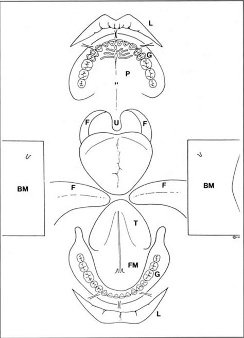 soft tissue examination dental